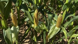 Epi de maïs SPY Feronia Syngenta