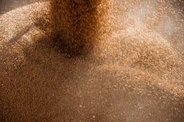 lutte anti-rongeur dans l'exploitation