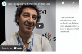 Des insectes qui désherbent au service de l’agriculture