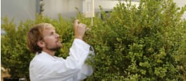 Chercheur effectuant des observations de trichogrammes sur buis
