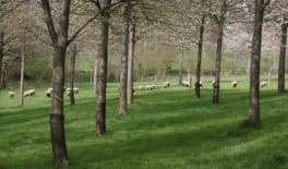 Arbres des haies, une nouvelle ressource fourragère