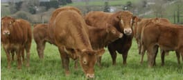 Bovins de race limousine