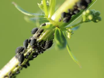 pucerons sur plants