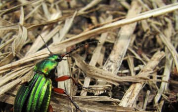Carabes auronitens