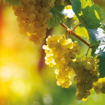 Syngenta accompagne les vignerons dans la lutte contre le mildiou