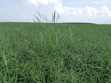 L’association de dmta-p, métazachlore et quinmérac : Une solution complète, efficace et durable qui répond aux attentes des agriculteurs