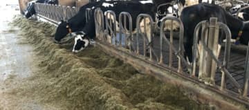 Vaches laitières