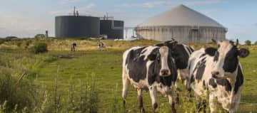 Vaches dans un champ