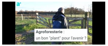 Agroforesterie, un bon plant