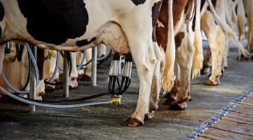 Les questions à se poser pour améliorer la reproduction des vaches