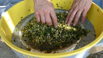 Digestion et conservation : les clés pour réussir son ensilage de maïs