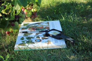 Reconnaître les maladies de la vigne pour mieux les traiter