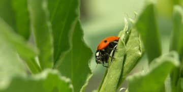 Tout comprendre sur les produits de biocontrôle