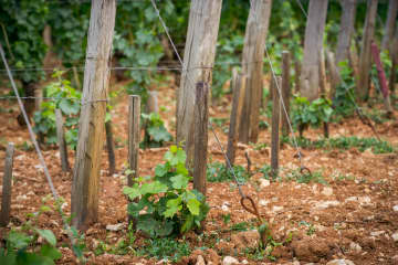L’ancrage est indispensable à la mise sous tension de l’ensemble des éléments de palissage