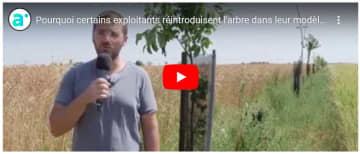 Pourquoi certains exploitants réintroduisent l-arbre dans leur modèle agricole ?