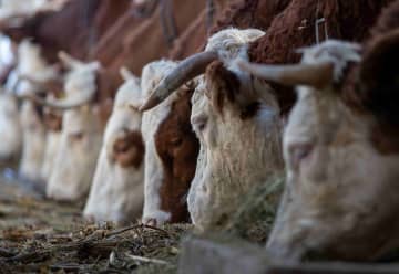 Produire des fourrages pour les bovins