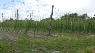 houbloncathP3