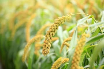 Millet
