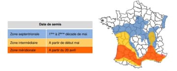 Période de semis conseillée pour le sorgho