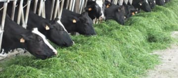 vaches-nourries-herbe