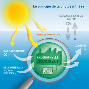 Photosynthèse Artificielle : ils inventent une technologie qui permet aux  plantes de pousser sans soleil - NeozOne