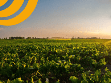 De nouvelles solutions fertilisantes pour la culture de la betterave 