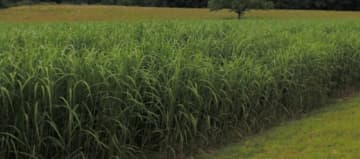 culture miscanthus