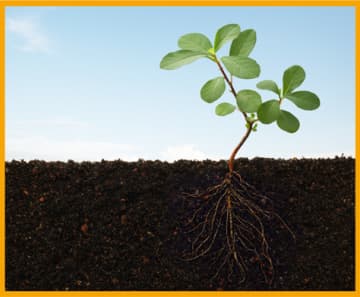 Phosphore : un investissement payant 