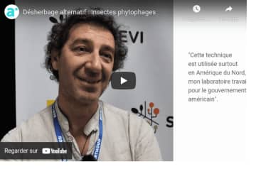 Des insectes qui désherbent au service de l’agriculture