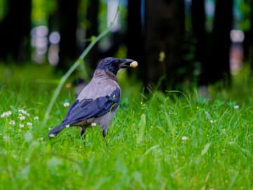 corvidés avec grain de maïs