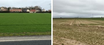 Parcelles de blé en Normandie