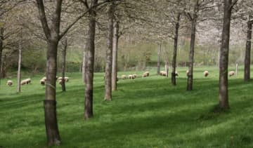 Arbres des haies, une nouvelle ressource fourragère