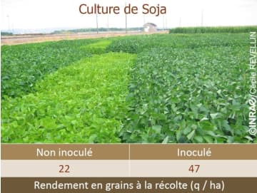 Comparaison des cultures de soja inoculées ou non avec la bactérie spécifique Bradyrhizobium. © Cécile Revellin, inrae