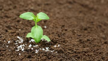 Pousse de plante entourée de fertilisants