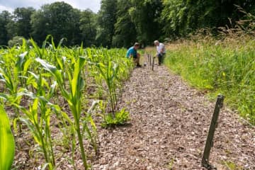 Semis de maïs 2022 : que faire en cas de présence de nuisibles ?