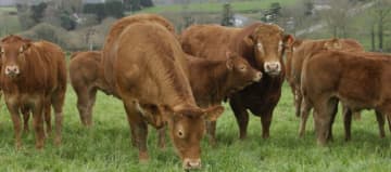 Bovins de race limousine