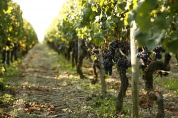 Pieds de vignes