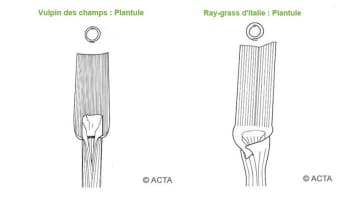 Plantule Vulpin des champs et ray-grass d'italie