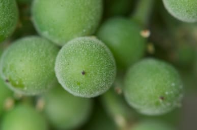 Sur grappe, l’oïdium commence par recouvrir les baies d’une poussière grise d’aspect cendré.