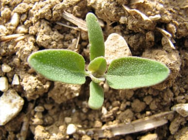 Chenopode