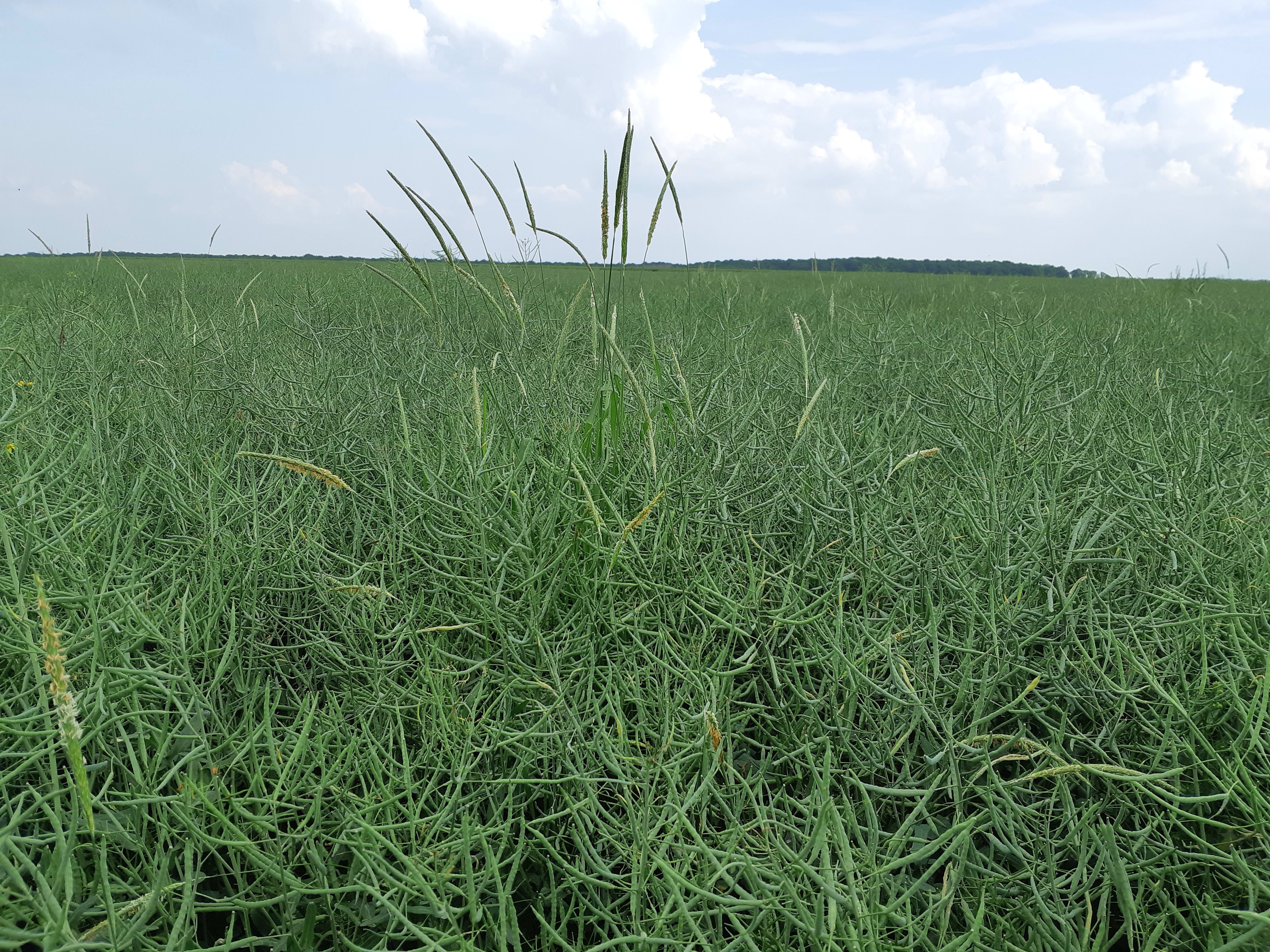 L’association de dmta-p, métazachlore et quinmérac : Une solution complète, efficace et durable qui répond aux attentes des agriculteurs