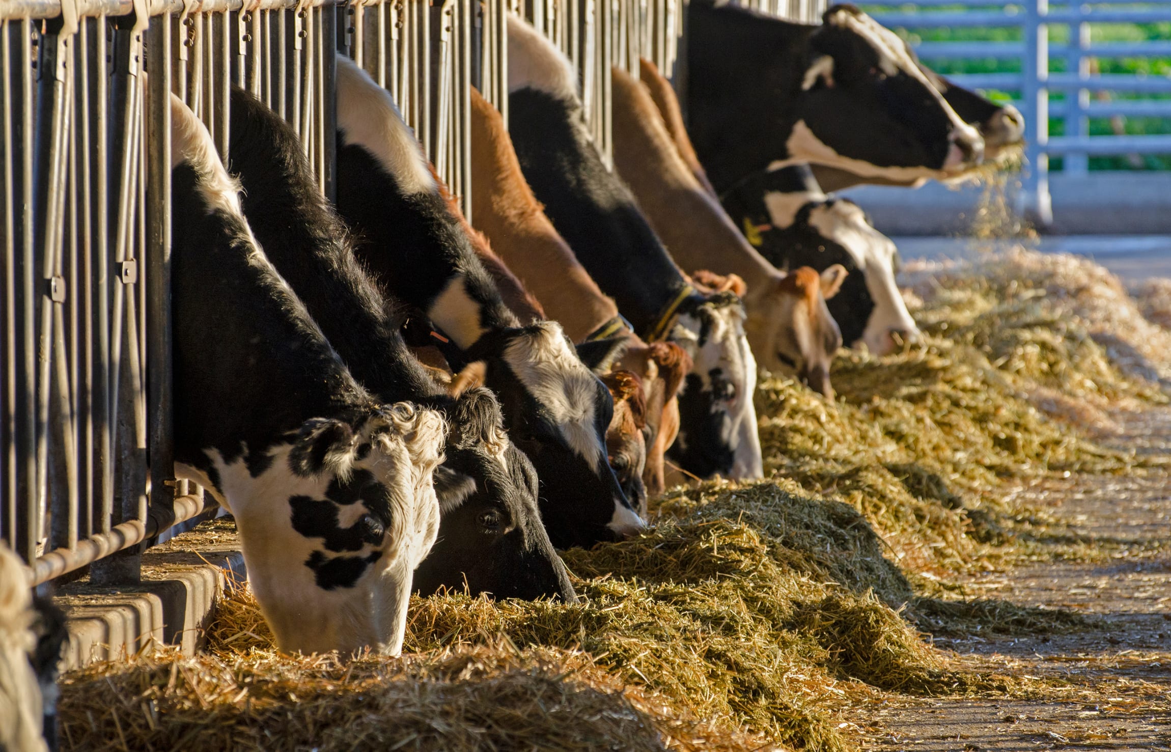 Production de Fourrages pour bovins
