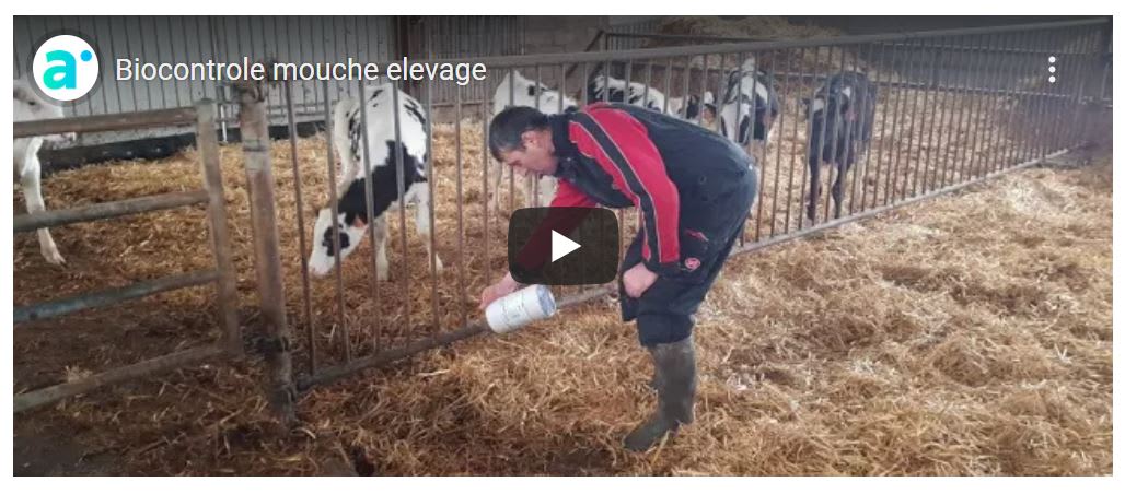 Biocontrole mouche elevage