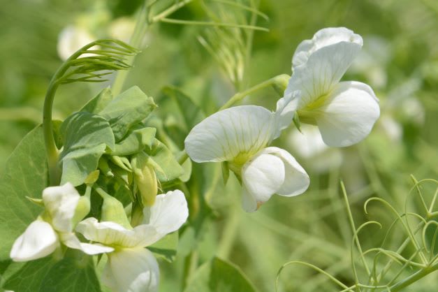 Pois protéagineux en fleur