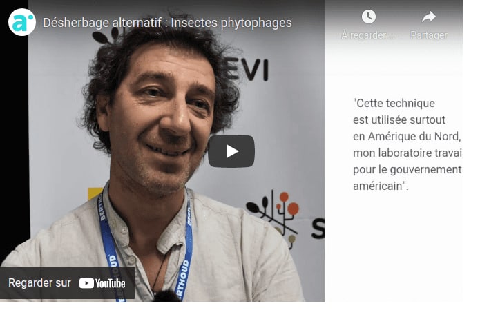Des insectes qui désherbent au service de l’agriculture