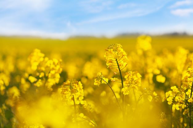 Colza en fleurs