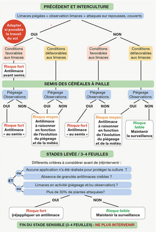 schéma Règles de décisions pour protéger les cultures d'attaques de limaces source ARVALIS