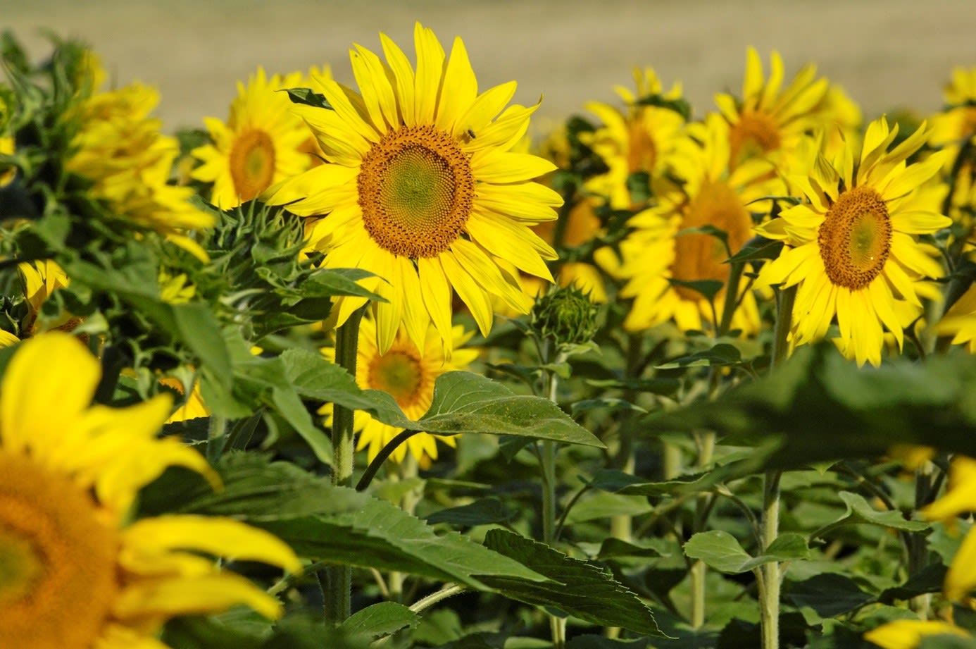 Tournesol