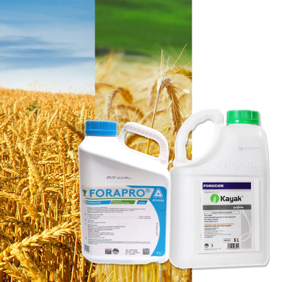 KAYAK  + FORAPRO - Image 1