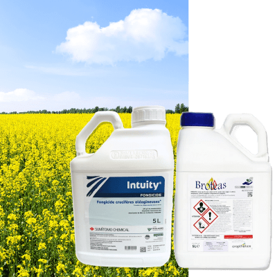 INTUITY + BROTEAS - Image 1